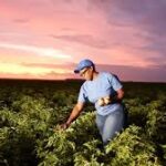 PepsiCo Expands Global Regenerative Farming Drive With 2030 Acreage Goal