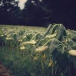 Climate Change Reducing Global Crop Yields Despite Adaptation Efforts: Stanford Study