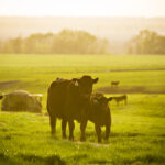 Global Agricultural Markets Show Signs of Stabilization in 2025: FAPRI–MU Report