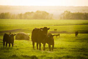 Global Agricultural Markets Show Signs of Stabilization in…