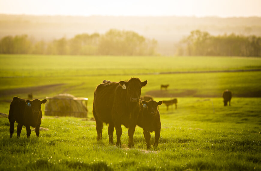 Global Agricultural Markets Show Signs…