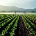 EU Moves to Ease Green Rules in Farming Subsidy Framework