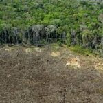 Study Highlights Ecological Trade-offs Between Rising Food Demand and Global Deforestation