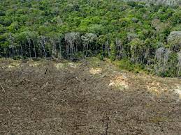 Study Highlights Ecological Trade-offs Between Rising Food Demand and Global Deforestation