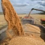 Global Wheat Production Set to Hit Record High in 2025, Driven by Strong Yields and Expanded Planting