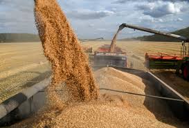 Global Wheat Production Set to Hit Record High…