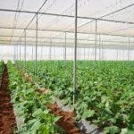 Global Agriculture Nets Market Set for Strong Growth Amid Rising Demand for Protected Cultivation