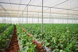 Global Agriculture Nets Market Set for Strong Growth Amid Rising Demand for Protected Cultivation