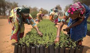 FAO Report at COP30 Underscores…