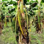 Climate Change Threatens Global Banana Supply as Diseases Spread