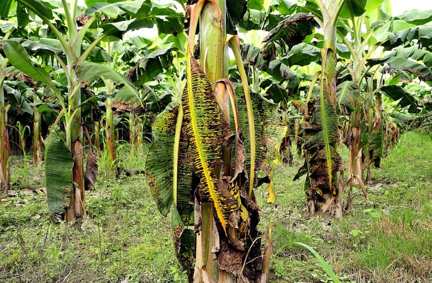 Climate Change Threatens Global Banana Supply as Diseases Spread