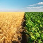 Geopolitics Emerging as a Major Force in Global Agriculture, Rabobank Warns