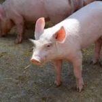 African Swine Fever Intensifies in Vietnam, Raising Global Pork Market Concerns