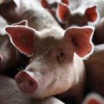 African Swine Fever Triggers National Alert in South Korea