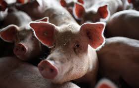African Swine Fever Triggers National Alert in South Korea