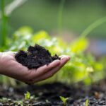 AI-Driven “Soil Carbon Copilots” Aim to Accelerate Regenerative Farming