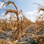 Disasters Inflict $3.26 Trillion Blow to Global Agriculture Over 33 Years, New Report Warns