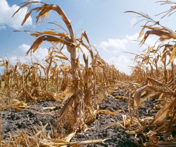 Disasters Inflict $3.26 Trillion Blow to Global Agriculture…