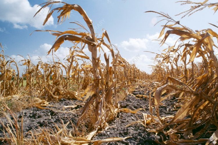 Disasters Inflict $3.26 Trillion Blow to Global Agriculture…