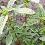 First U.S. Case of Glufosinate-Resistant Waterhemp Confirmed, Prompting New Weed Management Concerns