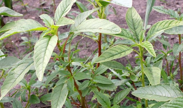 First U.S. Case of Glufosinate-Resistant Waterhemp Confirmed, Prompting New Weed Management Concerns