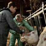 France Mobilizes Military to Vaccinate Cattle Amid Disease Outbreak and Farmer Protests
