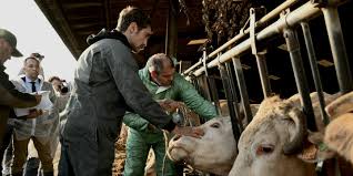 France Mobilizes Military to Vaccinate Cattle Amid Disease Outbreak and Farmer Protests