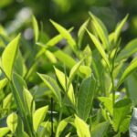 Punjab and Haryana Raise Concerns Over Ignored Agrarian Issues in Union Budget