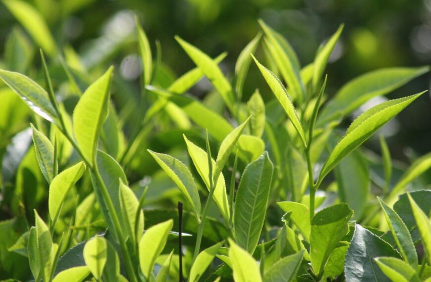 Punjab and Haryana Raise Concerns Over Ignored Agrarian Issues in Union Budget