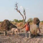 Young Africans Turn to Farming as Urban Costs Rise