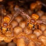 Groundbreaking Legal Protection for Pollinators in the Peruvian Amazon