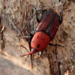 ICRISAT Launches Digital Platform to Combat Red Palm Weevil Threat