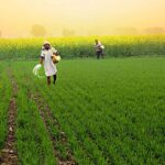 India’s Agriculture Sector Achieves Record Output in 2025 Amid Policy and Monsoon Support