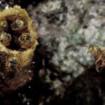 Amazon Stingless Bees Granted Legal Rights in Landmark Conservation Decision