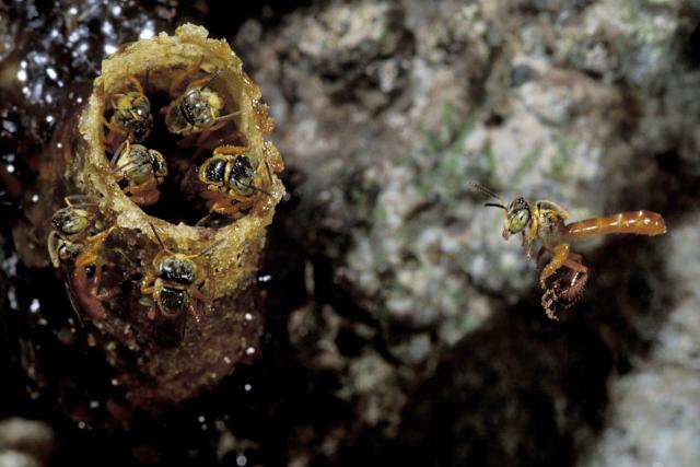 Amazon Stingless Bees Granted Legal Rights in Landmark Conservation Decision