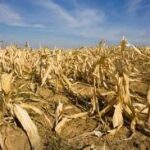 Climate Change Intensifies Crop Pest Risks, Raising Global Food Security Concerns