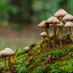 Funding Shortfall Threatens Global Soil Fungi Biobank, Raising Sustainability Concerns