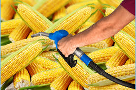 Rising Biofuel Demand Alters Global Edible Oil Price Dynamics