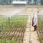 Experts Call for Agriculture to Be Central in Global Climate Funding