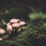 Climate Change Intensifies Pest Threats to Global Staple Crops