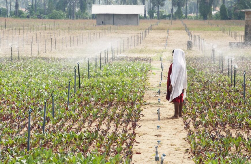 Experts Call for Agriculture to Be Central in Global Climate Funding