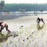India’s Rice Export Boom Deepens Groundwater Crisis and Raises Global Water Security Concerns
