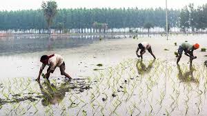 India’s Rice Export Boom Deepens Groundwater Crisis and Raises Global Water Security Concerns