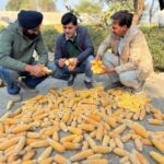 Punjab Farmers Achieve Promising Results in Hybrid Maize Seed Production for the First Time