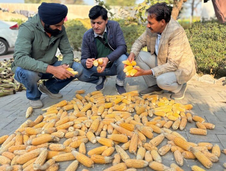 Punjab Farmers Achieve Promising Results in Hybrid Maize Seed Production for the First Time