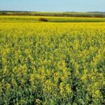 Avoid These Mistakes in Wheat Sowing! Agriculture Scientist Shares Formula for 18–25 Quintals Yield Per Acre
