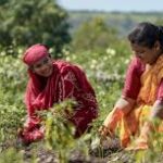 India Unveils New Farmer Support Package with Insurance Relief and Long-Term Horticulture Plan