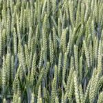 Elsoms Varieties Excel on the 2026 AHDB Recommended List