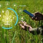 Koppert Unveils Limonica Ulti-Mite: A Breakthrough in Sustainable Thrips and Whitefly Control