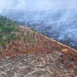 EU Postpones Enforcement of Anti‑Deforestation Law by One Year